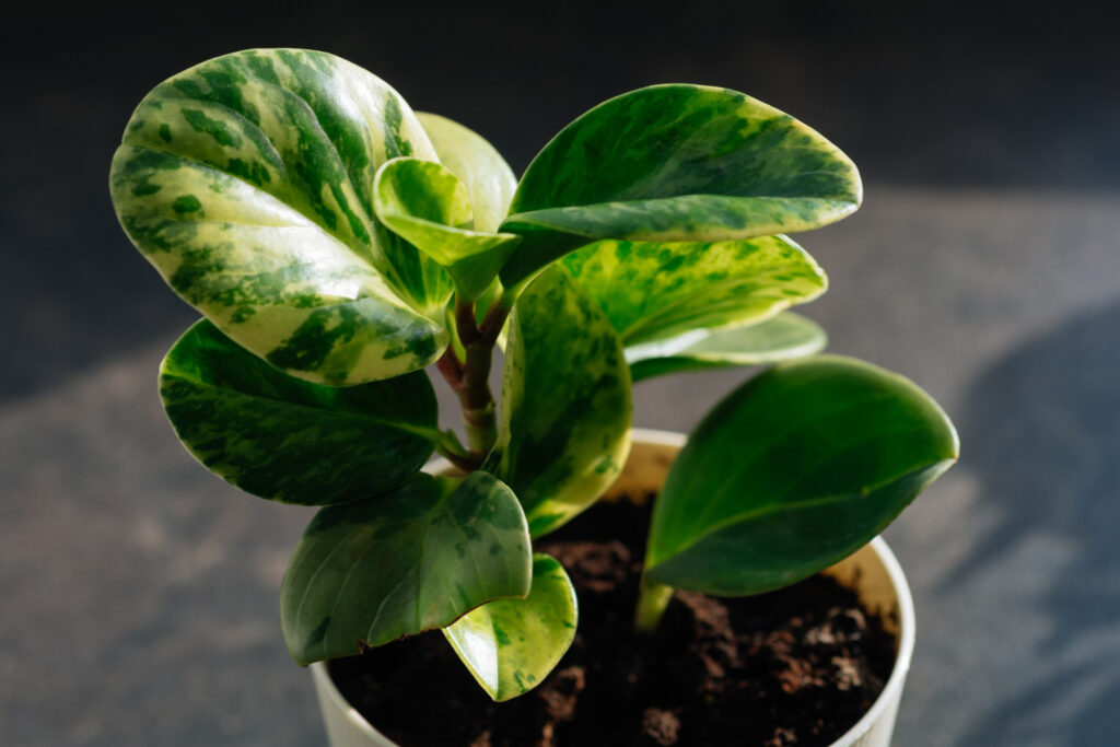 Peperômias: Plantas para quem busca praticidade e harmonia