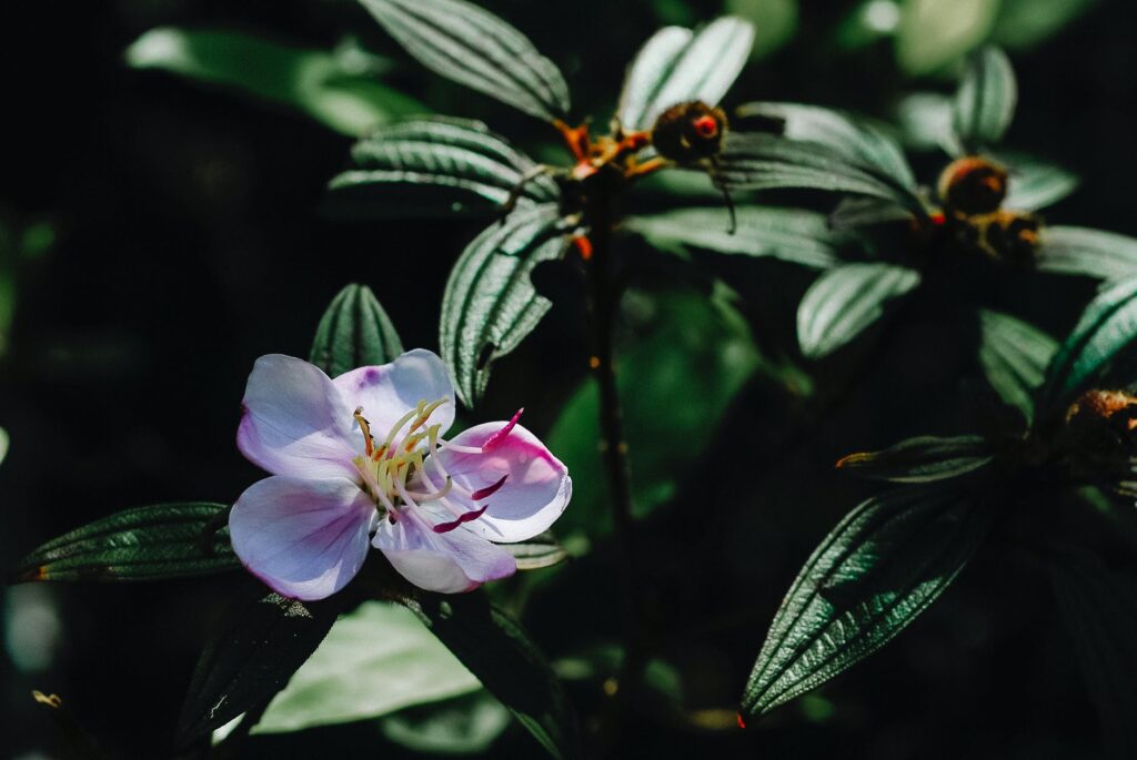 Como ter um jardim colorido.