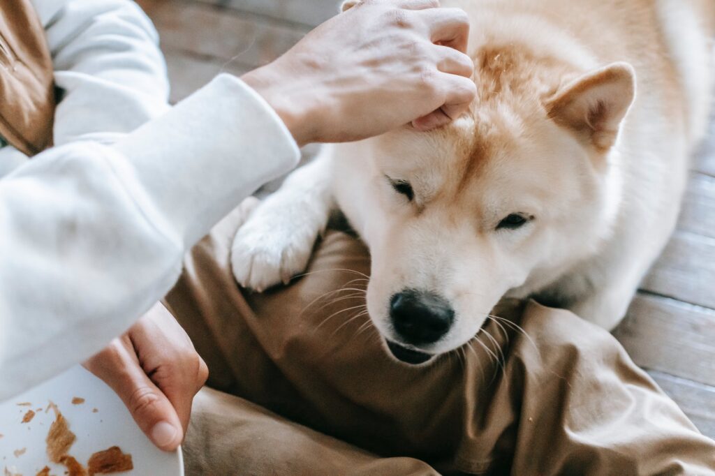 Quais são as raças de cachorro ficam bem sozinhos em casa.