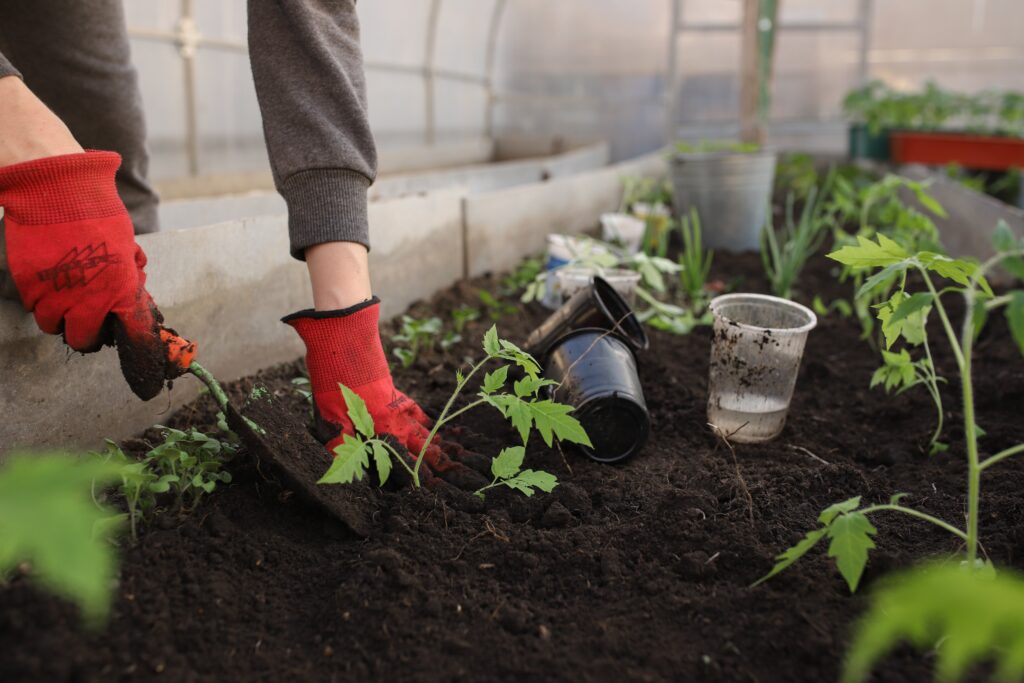 Saiba como aproveitar restos de alimentos para adubar suas plantas