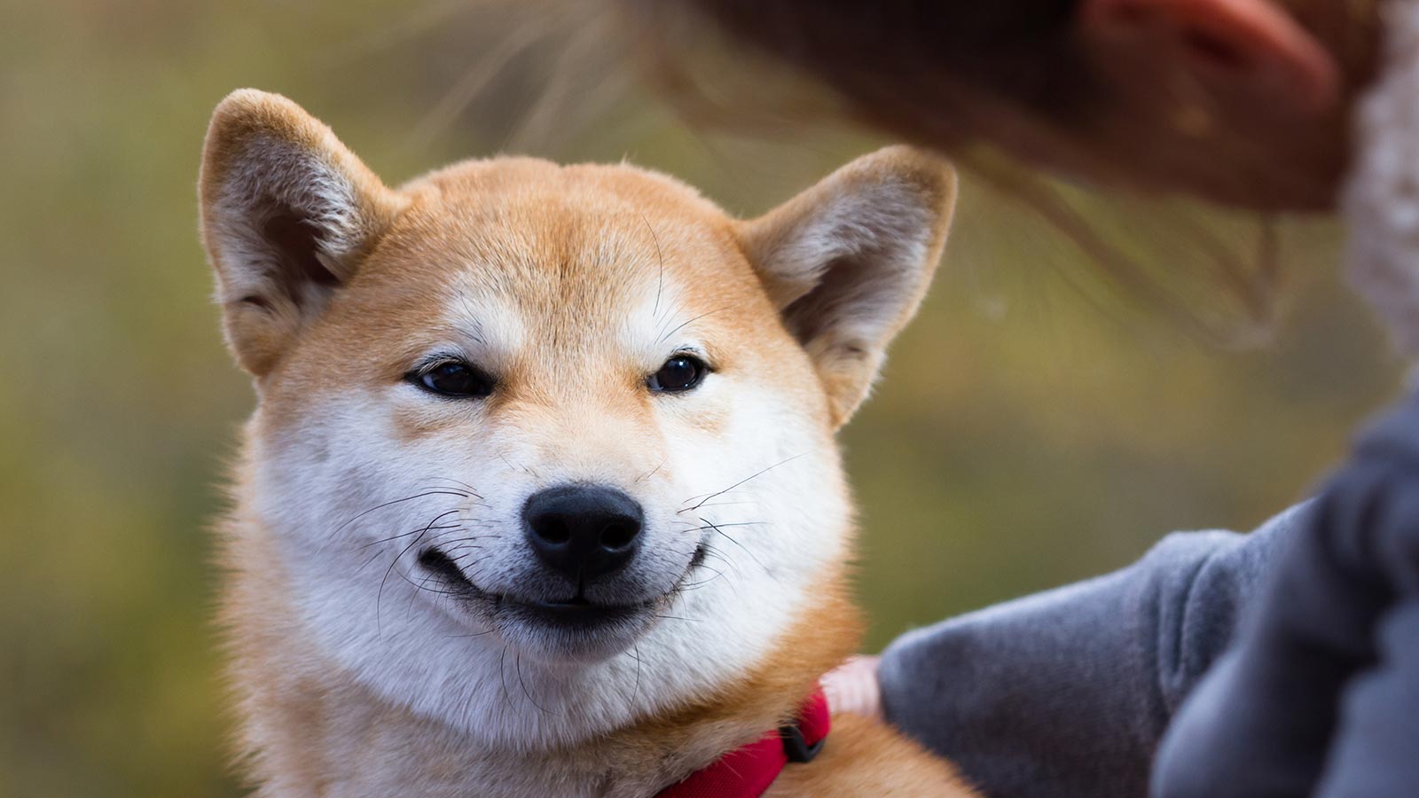 Conheça a raça Shiba, um dos cães mais populares do Japão. Foto: Pexels.