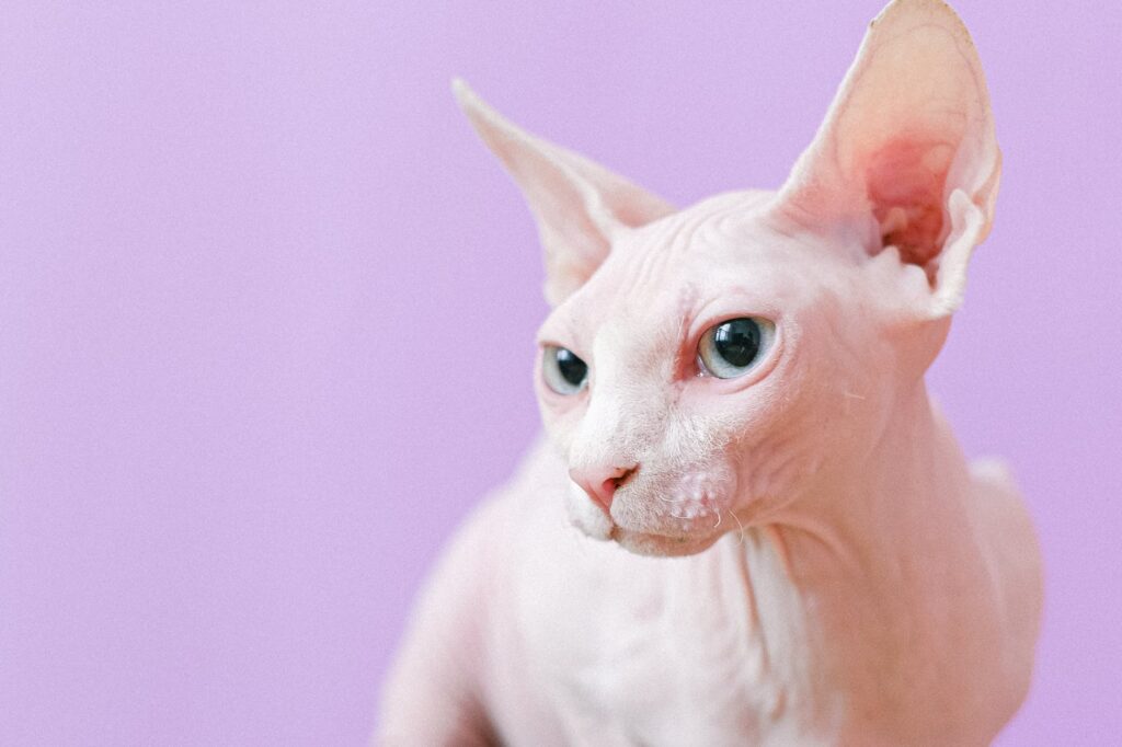 Gatos mais caros.