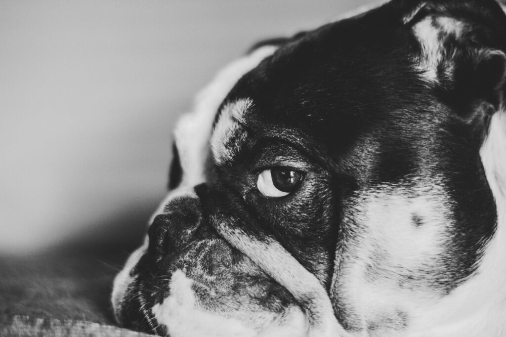 Cães difíceis de serem adestrados