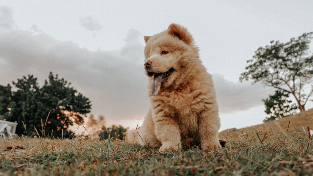 Essas três raças de cachorro tem origem chinesa. Confira quais são!