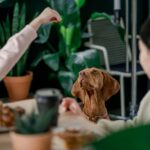 Alimentar-cães-uma-vez-por-dia-gera-mais-saúde