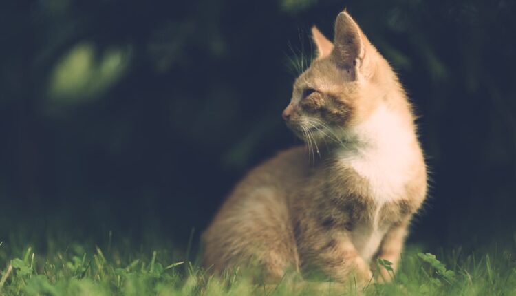 Aprenda como afastar os gatos do seu jardim utilizando repelentes naturais.