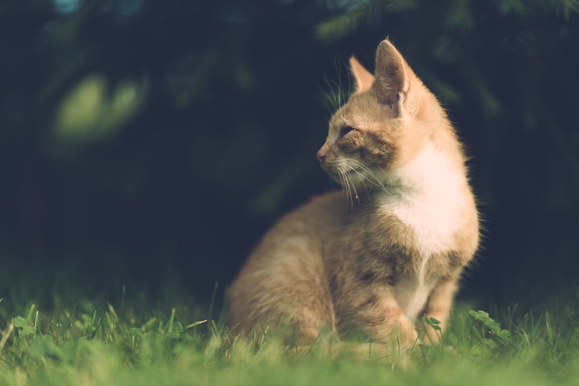 Aprenda como afastar os gatos do seu jardim utilizando repelentes naturais.