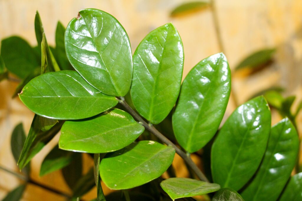 Aprenda como replantar e fazer mudas de Zamioculca