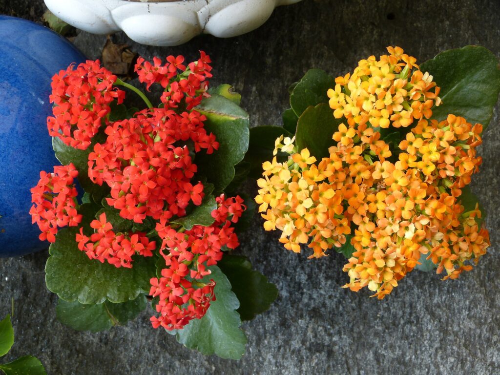 Aprenda como plantar a Flor-da-Fortuna.
