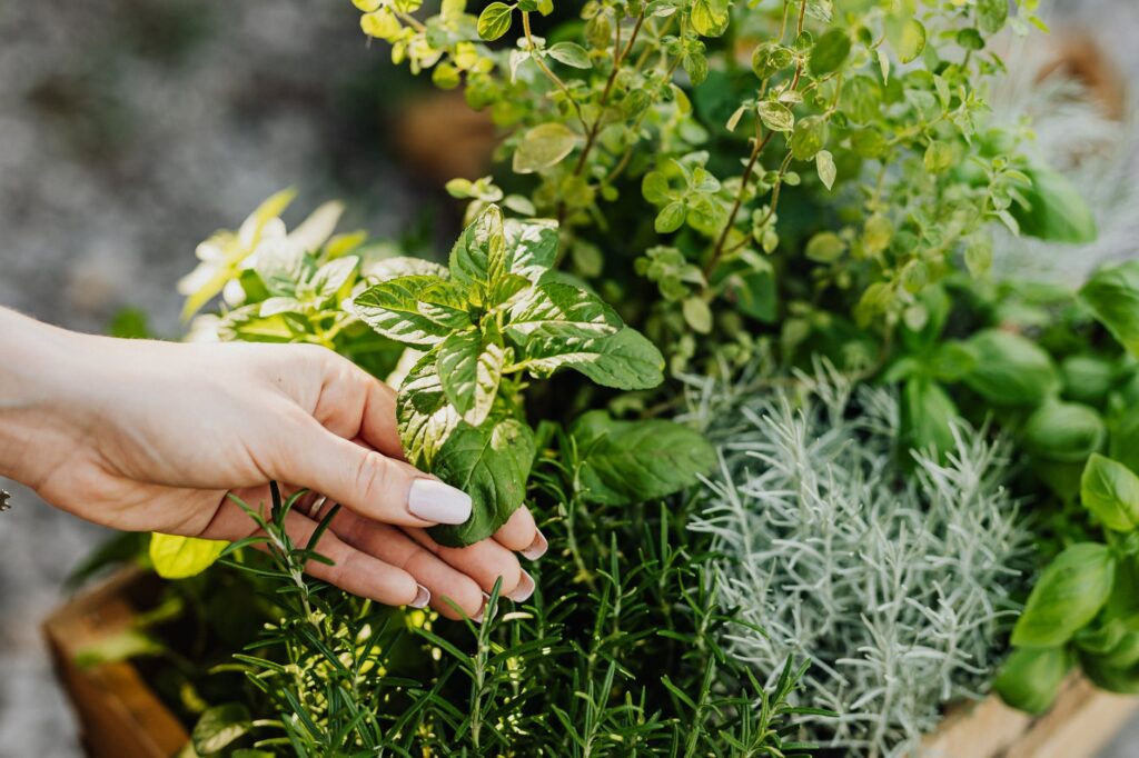 Benefícios da Hortelã: veja como usar essa planta medicinal.