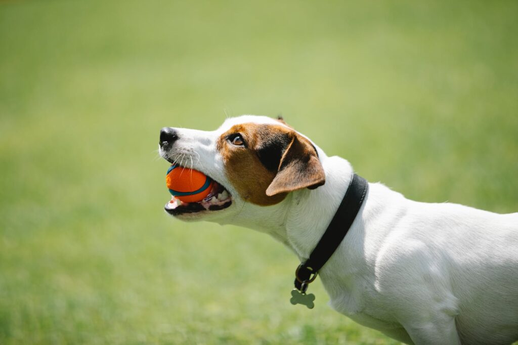 Confira alguns brinquedos para aliviar o estresse do seu cachorro