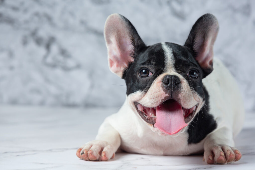 Buldogue francês