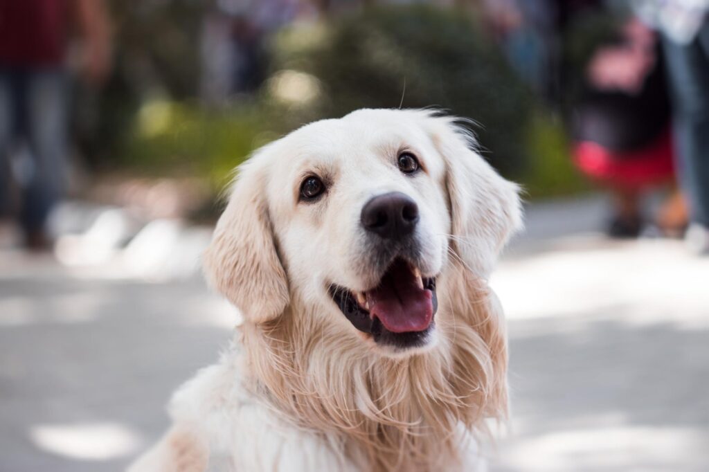Cachorro que não late? Entenda os latidos dos cães.