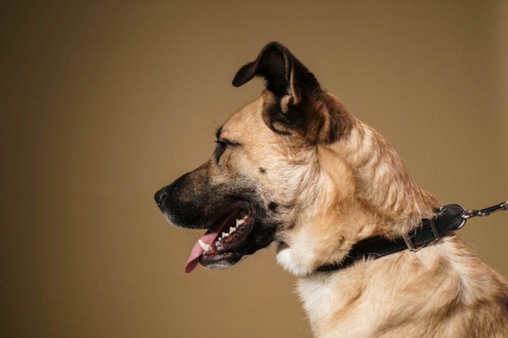 Cachorros que processaram os donos por maus tratos: Entenda esse caso curioso