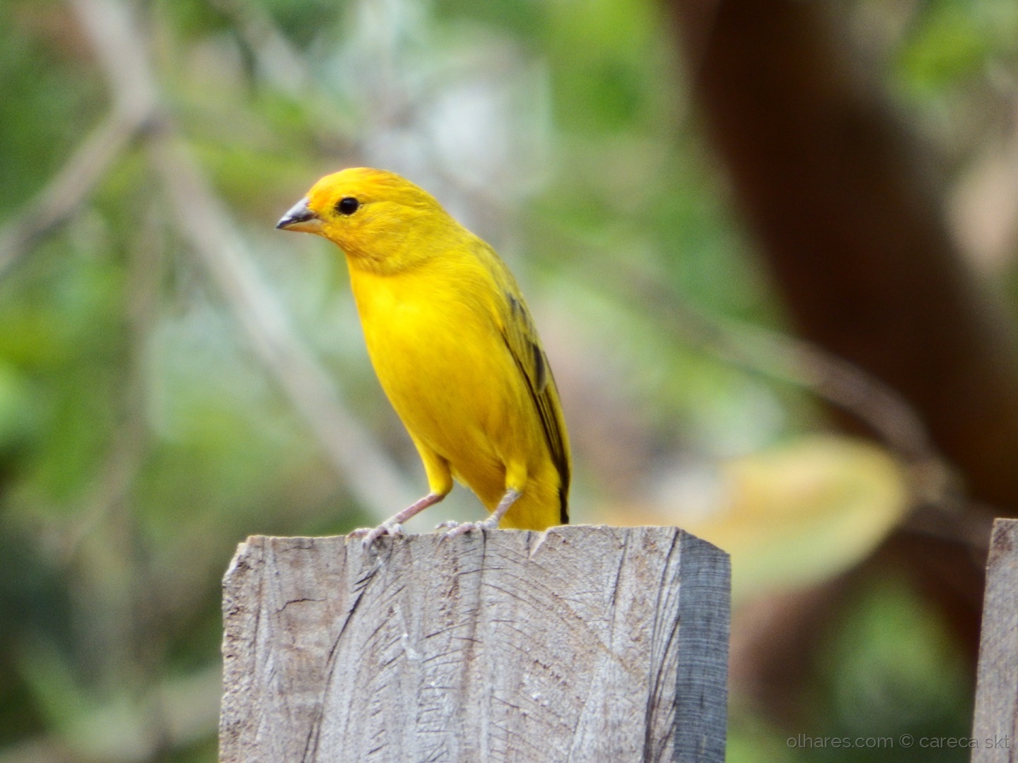 Conheça as 5 espécies de pássaros mais famosas do Brasil