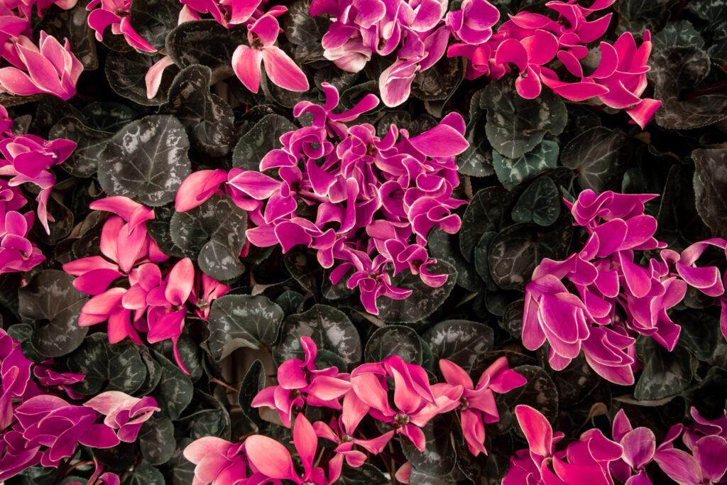 Como cuidar da Cyclamen persicum.