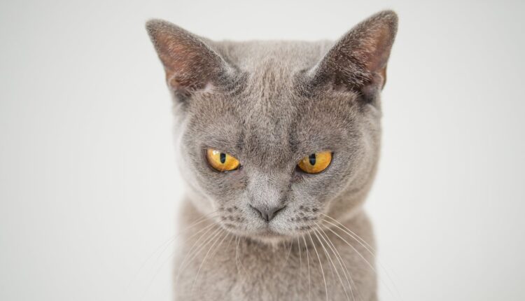 Cientistas-indicam-que-gatos-podem-ser-psicopatas