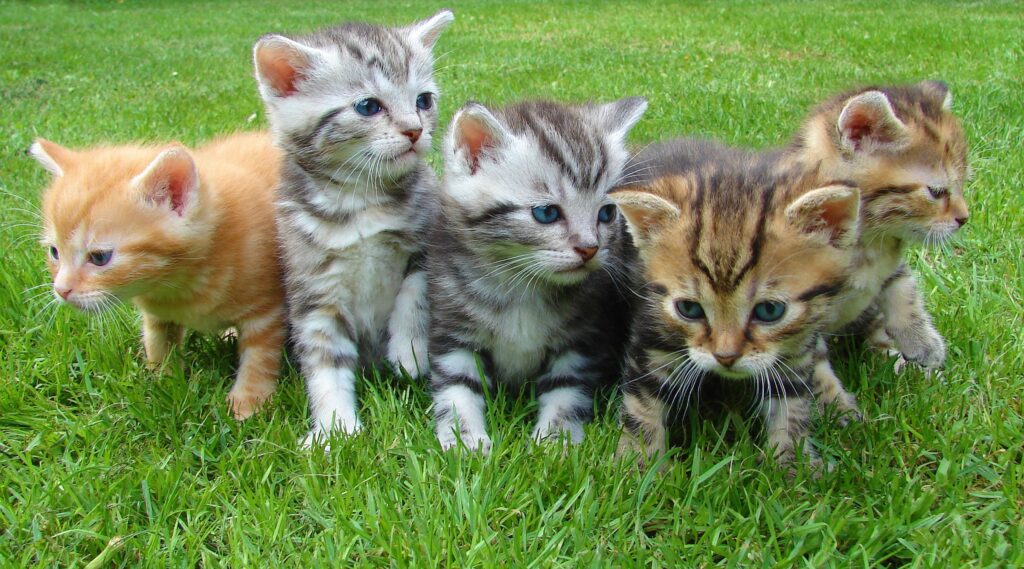 Clorofila faz bem para a saúde dos gatos, Foto: Pexels.