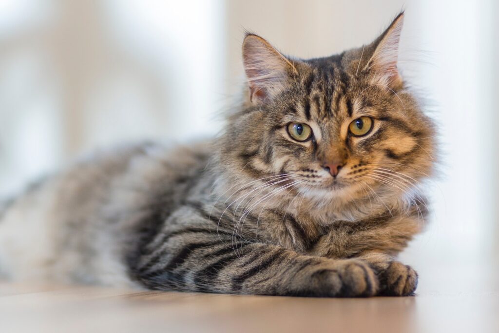 Clorofila faz bem para a saúde dos gatos, Foto: Pexels.