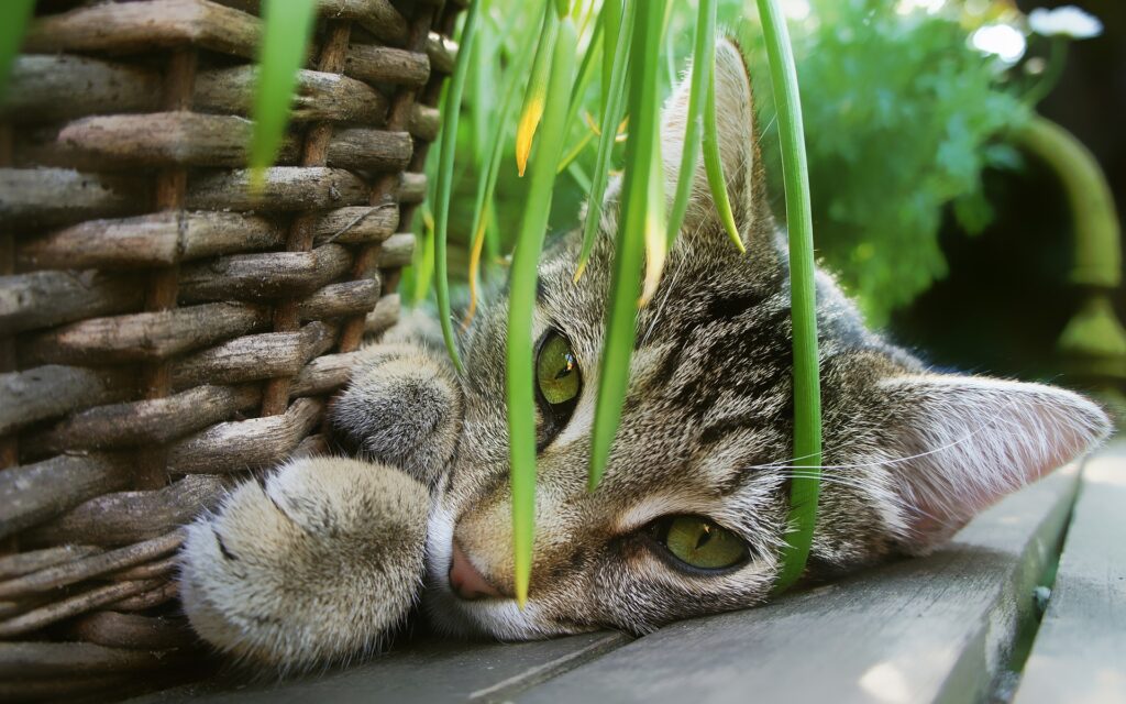 Clorofila faz bem para a saúde dos gatos, Foto: Pixabay.