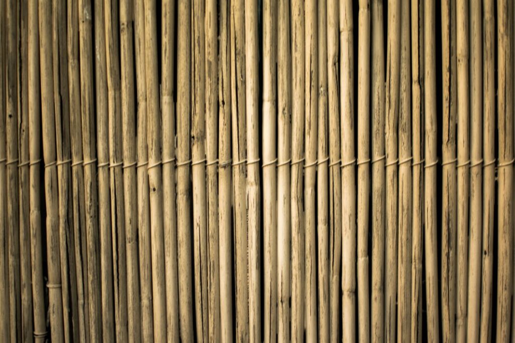 Bambu da Sorte: famoso por atrair a sorte, saiba como cultivá-lo.