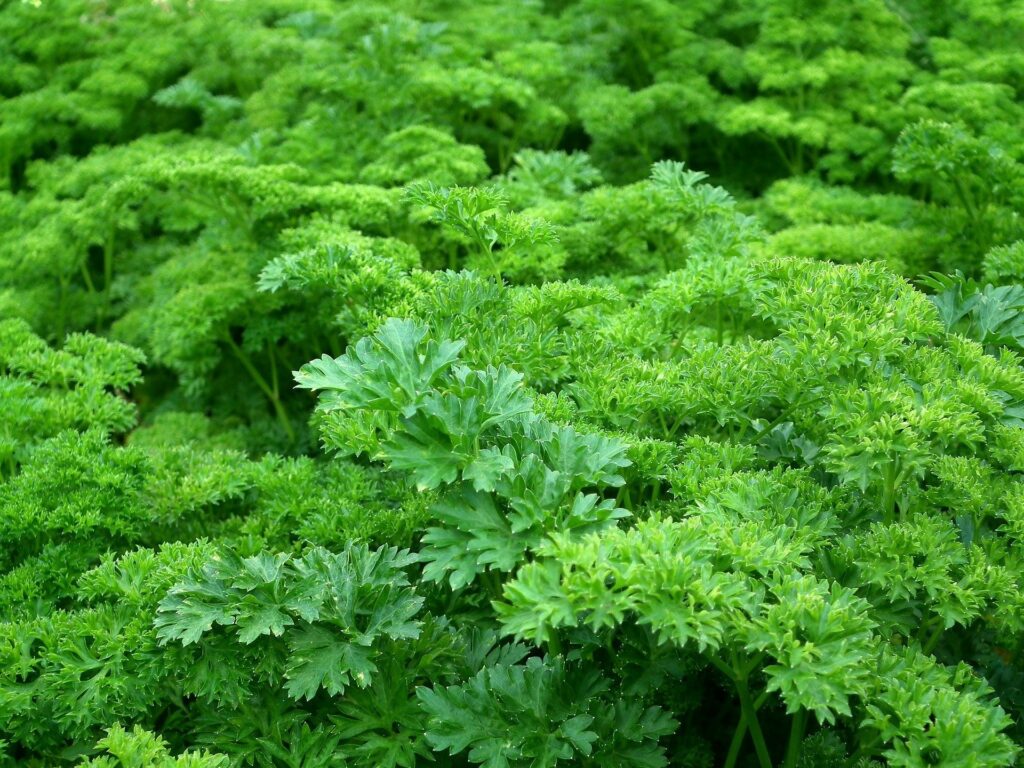 Como cultivar horta vertical, Foto: Pixabay.