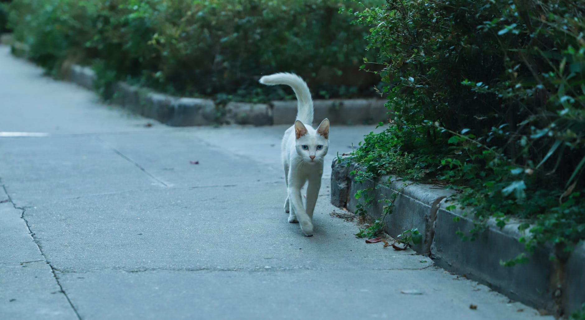 Saiba como seu gato encontra o caminho de casa: fenômeno psi-viagem