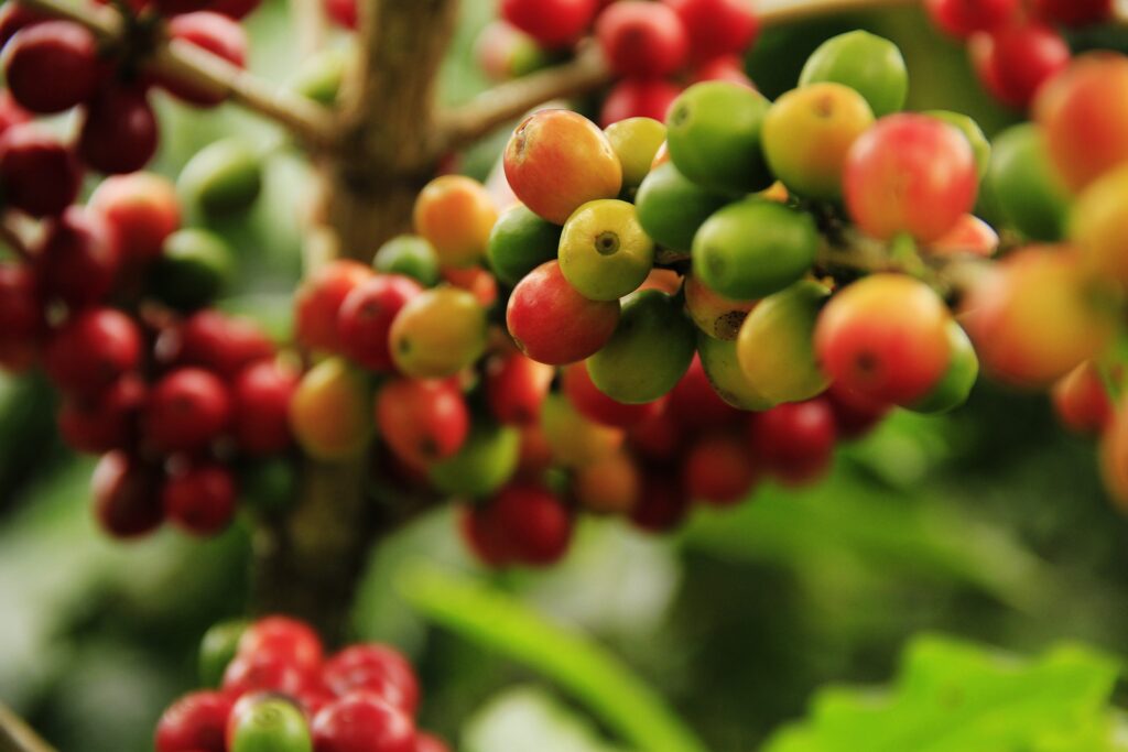 Como plantar e cultivar café em casa, Foto: Pixabay.