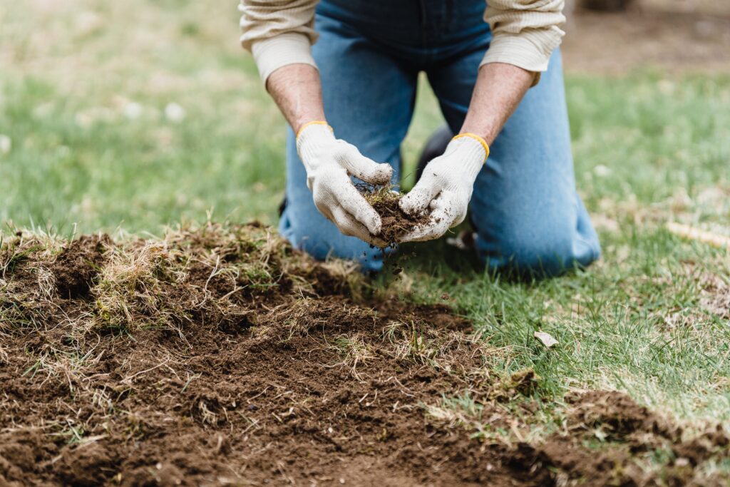 Como plantar mandioca em vaso, Foto: Pexels.