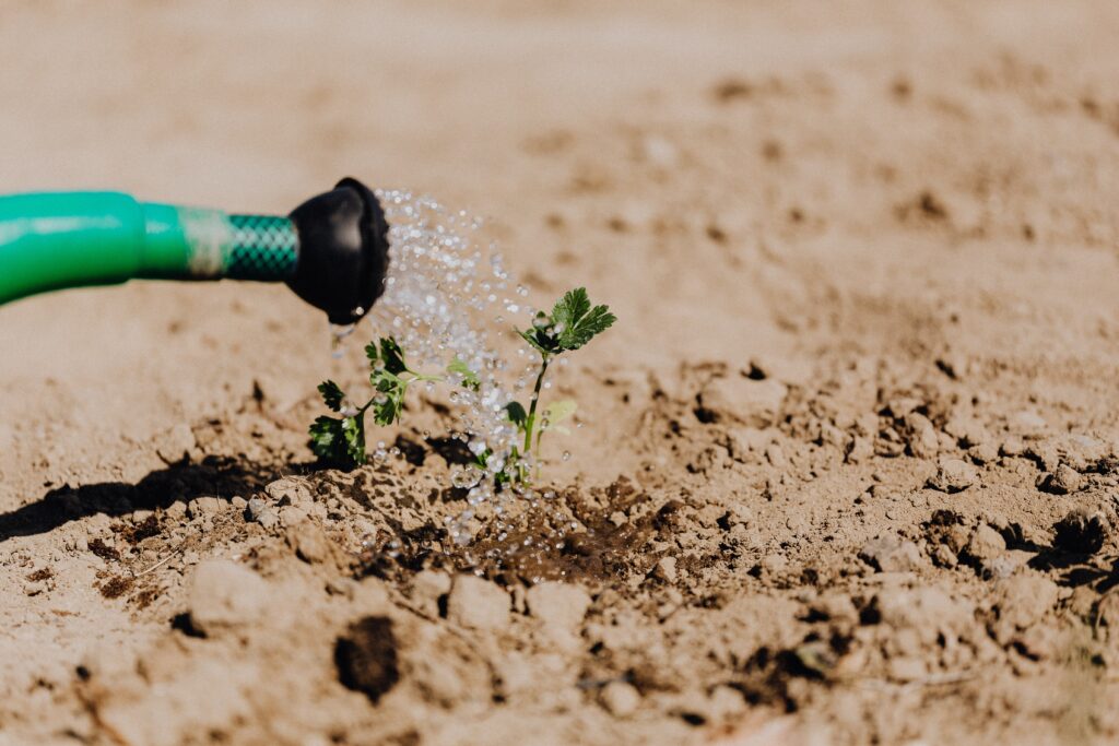 Como plantar mandioca em vaso, Foto: Pexels.
