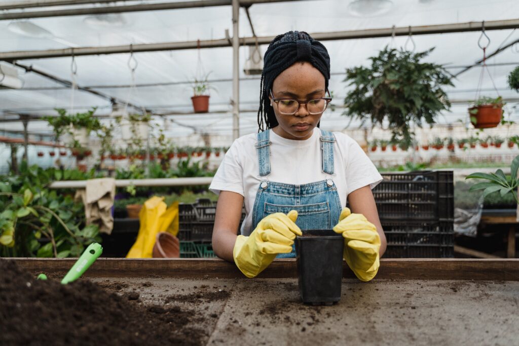 Como plantar maxixe, Foto: Pexels.