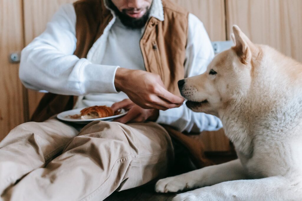 Conheça 3 alimentos proibidos para cachorros.
