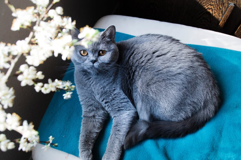 Conheça a exótica raça de gatos Shorthair.