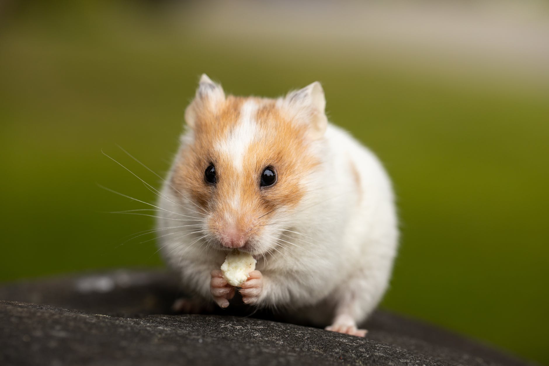 Criando hamster: saiba agora todos os custos de se ter esse roedor de pequeno porte tão querido em sua casa.