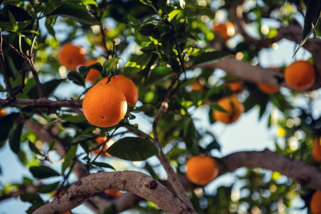 Dicas de árvores frutíferas fáceis de plantar: veja as árvores que você pode plantar.