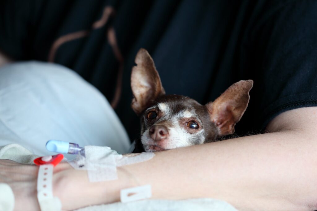 Conheça algumas doenças que os pets podem passar para nós humanos
