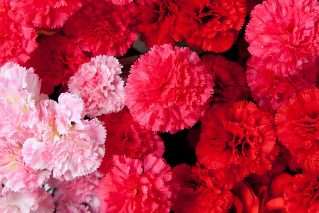 Flor de Cravo