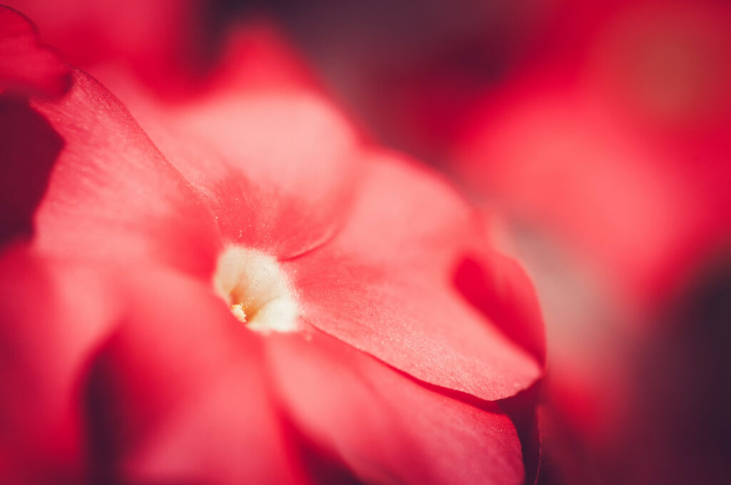 Como cultivar Impatiens