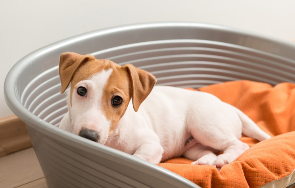 5 raças caninas consideradas difíceis de adestrar