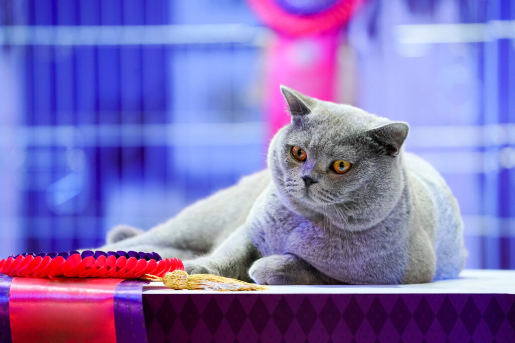 Conheça as raças de gatos consideradas raras no mundo