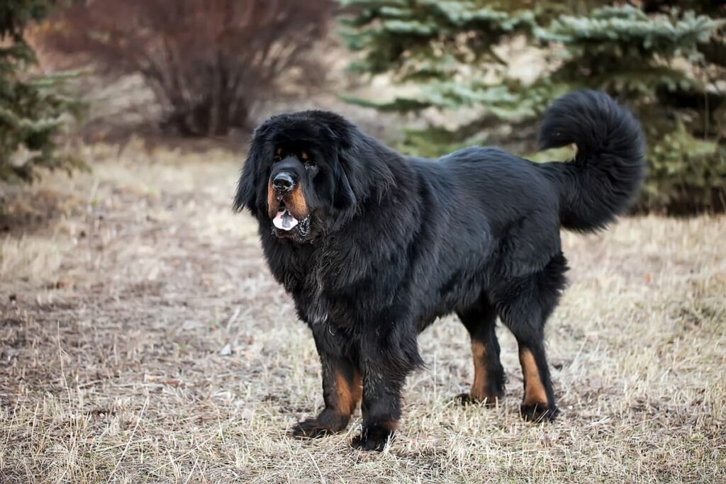 Cachorros caros: conheça as raças mais bem-avaliadas.