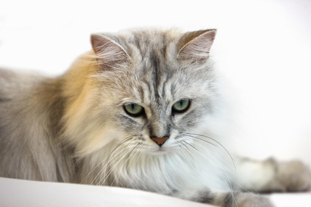Norwegian Forest Cat