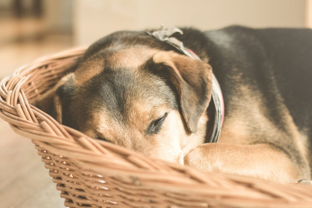 Seu cachorro esconde o focinho na hora de dormir? Descubra agora o motivo!