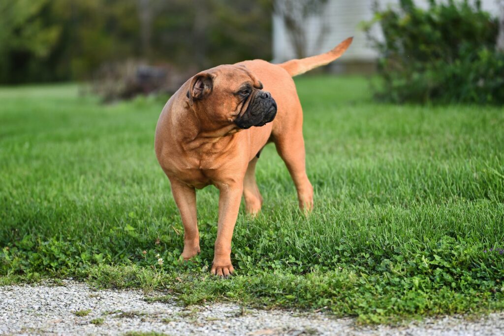 Entenda o motivo de seu cachorro tentar pegar o próprio rabo.