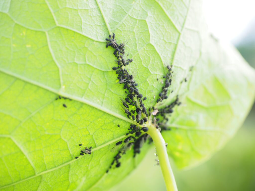 Conheça as piores pragas que podem acabar com as suas plantas