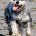 Schnauzer