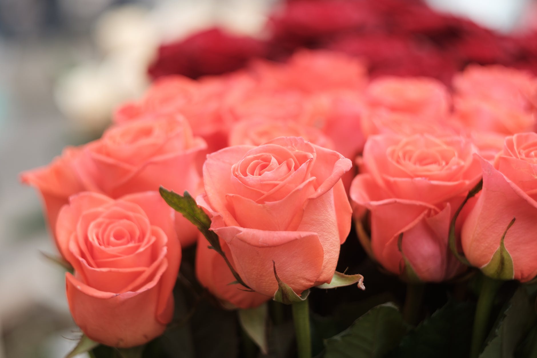 Significados das cores das rosas: saiba qual cor escolher na hora de presentear.