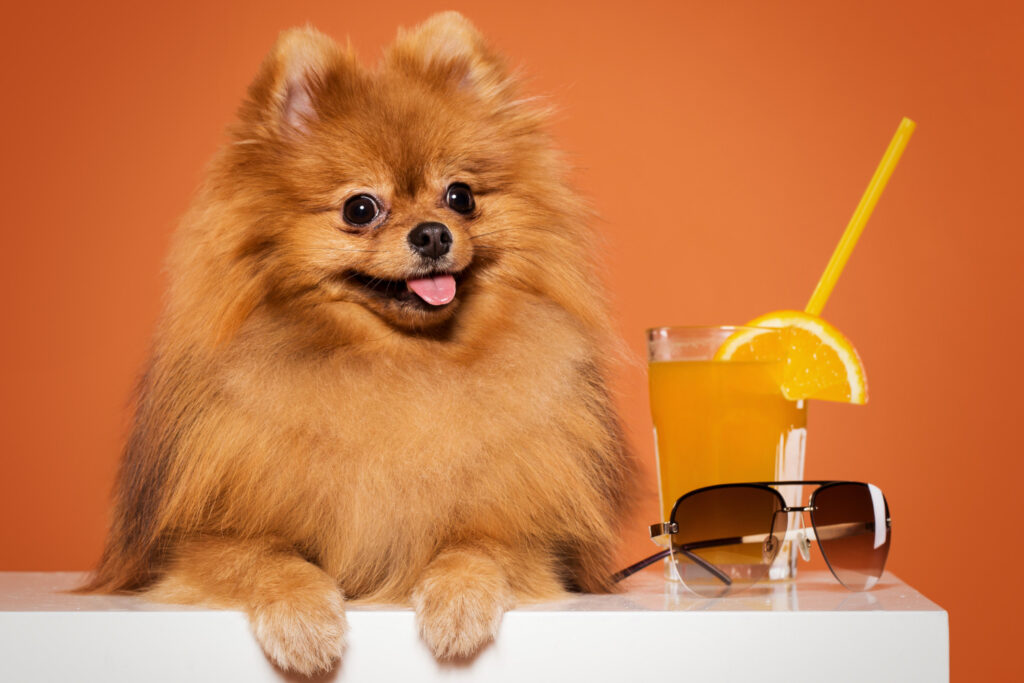 Confira 4 raças de cachorros pequenos ideais para serem criados em apartamento