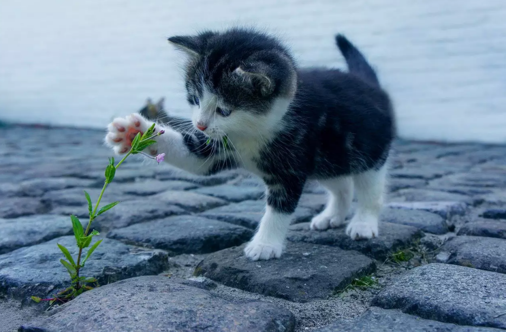 Tinker Toy: O menor gato do mundo e suas características