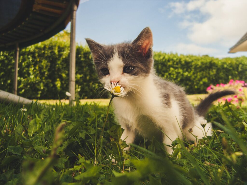 Tinker Toy: o menor gato do mundo e suas características.